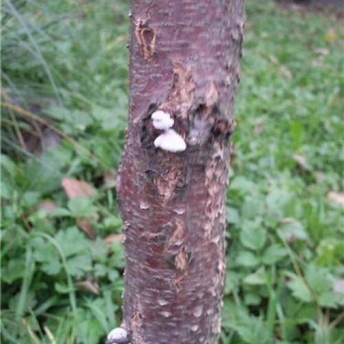 Болезни коры яблони в картинках. Как бороться с лишайниками, мхами и грибами на яблоне