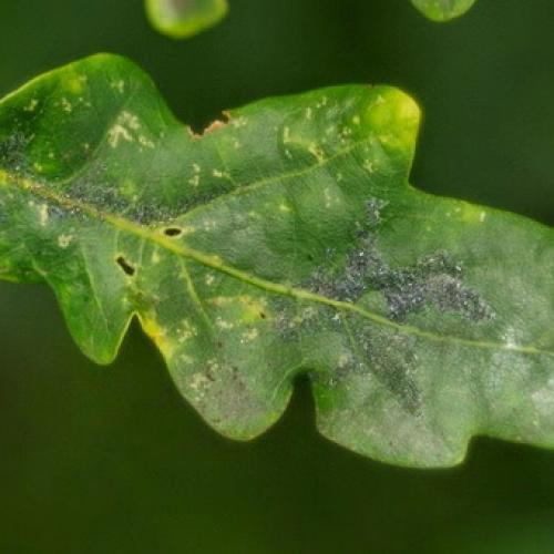 Болезни коры яблони в картинках. Как бороться с лишайниками, мхами и грибами на яблоне