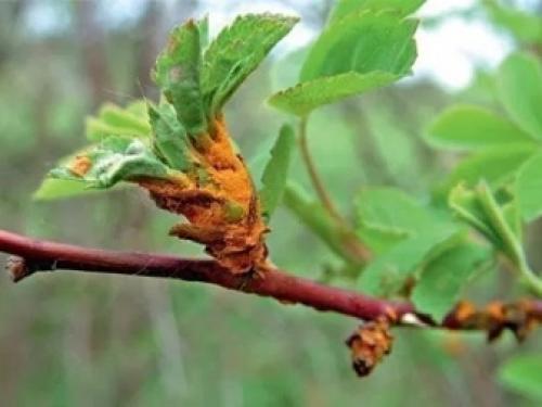 Основные болезни яблонь и их лечение. Болезни яблонь: описание с фото, методы борьбы 04 Основные болезни яблонь и их лечение. Болезни яблонь: описание с фото, методы борьбы 04
