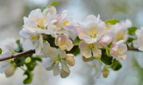 Почему сохнут ветки у яблони и как с этим бороться. На яблоне сохнут ветки: что не так с растением и как ему помочь 10