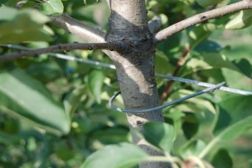 Почему сохнут ветки у яблони и как с этим бороться. На яблоне сохнут ветки: что не так с растением и как ему помочь 06