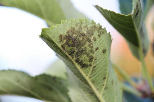 Болезни яблони пятна на листьях. Парша