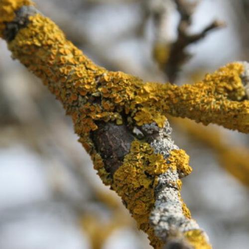 Болезни коры яблони в картинках. Как бороться с лишайниками, мхами и грибами на яблоне