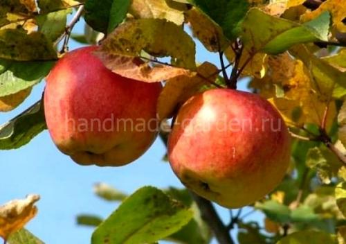 Почему сохнут ветки у яблони и как с этим бороться. На яблоне сохнут ветки: что не так с растением и как ему помочь 11