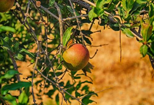 Почему сохнут ветки у яблони и как с этим бороться. На яблоне сохнут ветки: что не так с растением и как ему помочь 03