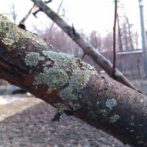 Болезни коры яблони в картинках. Как бороться с лишайниками, мхами и грибами на яблоне