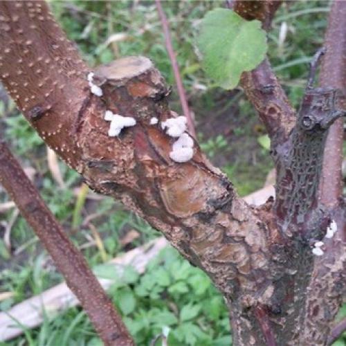 Болезни коры яблони в картинках. Как бороться с лишайниками, мхами и грибами на яблоне