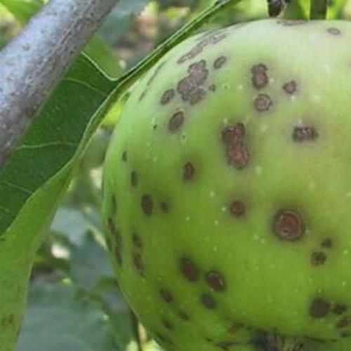 Болезни коры яблони в картинках. Как бороться с лишайниками, мхами и грибами на яблоне