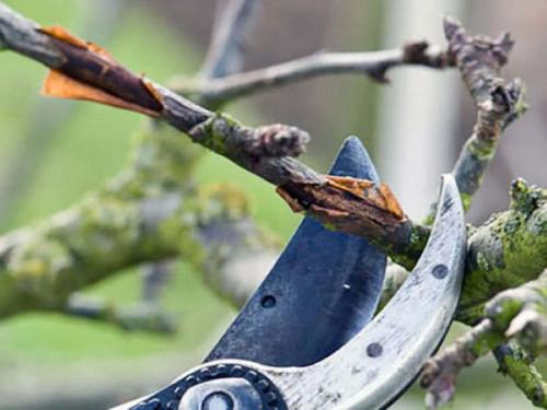 Почему сохнут ветки у яблони и как с этим бороться. На яблоне сохнут ветки: что не так с растением и как ему помочь 02