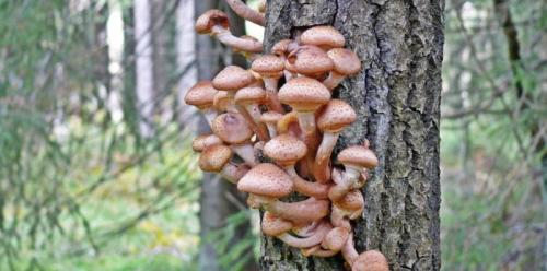 Как правильно собирать грибы на тополях. Грибы на тополях: как найти, какие из них съедобные