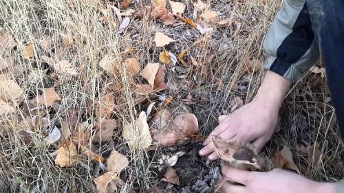 В каких климатических условиях можно выращивать подтопольники и тополиную рядовку. Где растут подтопольники и когда их можно собирать?