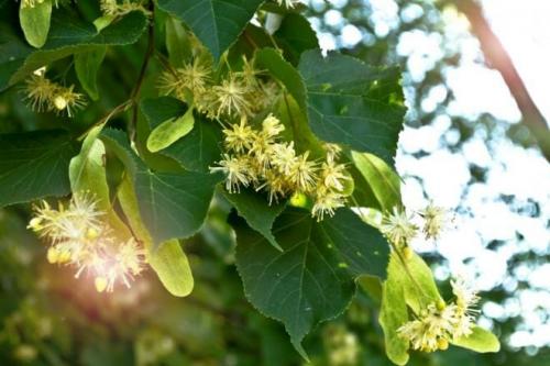 Какие сезоны наиболее благоприятны для сбора грибов на тополях.