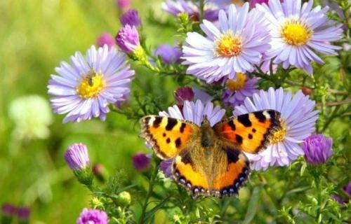 Какие сезоны наиболее благоприятны для сбора грибов на тополях.