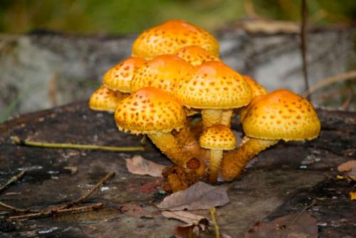 Как правильно собирать грибы на тополях. Грибы на тополях: как найти, какие из них съедобные