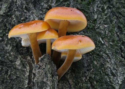 Какие сезоны наиболее благоприятны для сбора грибов на тополях.