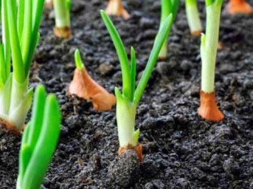 Когда сеют семена лука-севка. Посадка лука-севка весной 02