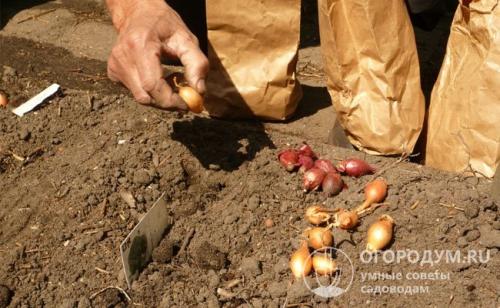 Как правильно сеять лук. Сроки посадки в открытый грунт