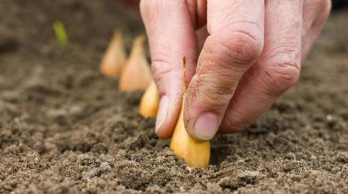 На какую глубину сеять семена лука. Когда и как сажать лук?