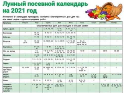 Когда сеют семена лука-севка. Посадка лука-севка весной 07