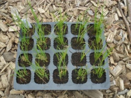 Когда сеют семена лука-севка. Посадка лука-севка весной 11