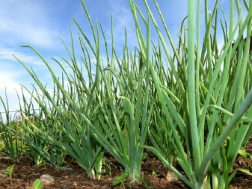 Когда сеют семена лука-севка. Посадка лука-севка весной 12