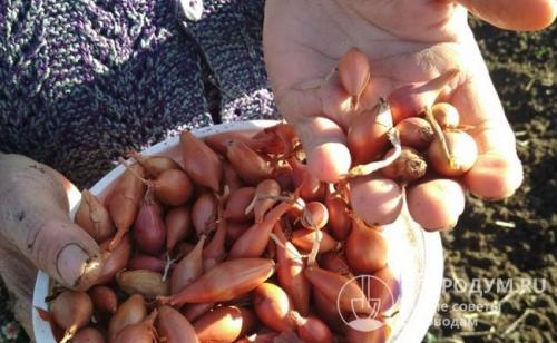 Как правильно сеять лук. Сроки посадки в открытый грунт