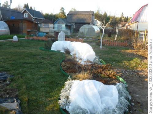 Как укрыть розы, выращенные в парниках. Зимние укрытия в цветнике - секретов нет, но появился опыт