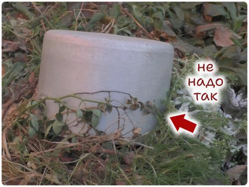 Как укрыть старые розы на зиму. Плохие способы укрытия роз