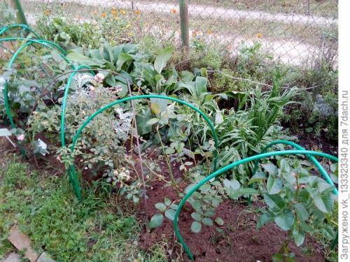 Как укрыть розы, выращенные в парниках. Зимние укрытия в цветнике - секретов нет, но появился опыт