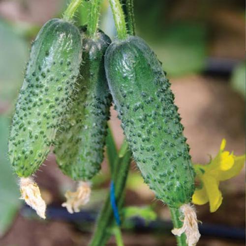 Какие сорта огурцов наиболее популярны среди профессиональных садоводов.