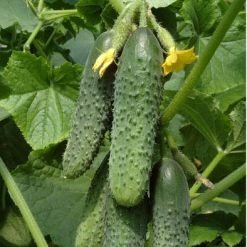 Какие сорта огурцов наиболее популярны среди профессиональных садоводов.