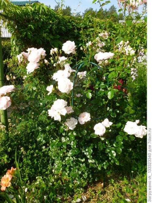 Как укрыть розы, выращенные в парниках. Зимние укрытия в цветнике - секретов нет, но появился опыт