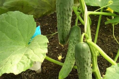 Какие сорта огурцов наиболее устойчивы к заморозкам. ТОП 30 лучших сортов холодостойких огурцов с описанием и характеристиками