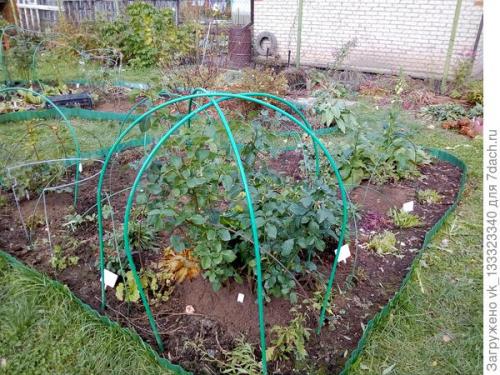 Как укрыть розы, выращенные в парниках. Зимние укрытия в цветнике - секретов нет, но появился опыт