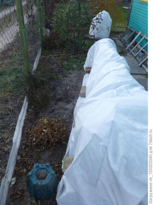 Как укрыть розы, выращенные в парниках. Зимние укрытия в цветнике - секретов нет, но появился опыт