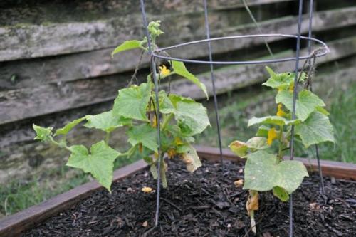 Какие сорта огурцов наиболее устойчивы к низким температурам. Рекомендации по выращиванию