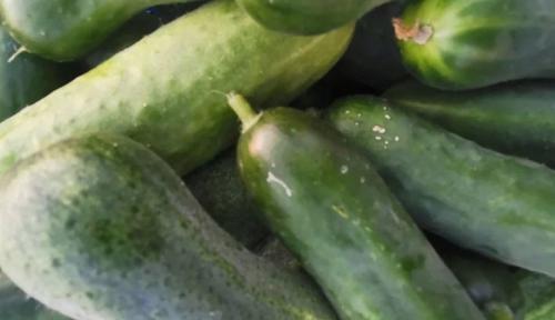 Выращивание огурцов на даче: советы и рекомендации 15 Выращивание огурцов на даче: советы и рекомендации 15