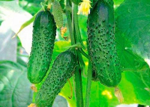 Какие сорта огурцов наиболее устойчивы к заморозкам. ТОП 30 лучших сортов холодостойких огурцов с описанием и характеристиками