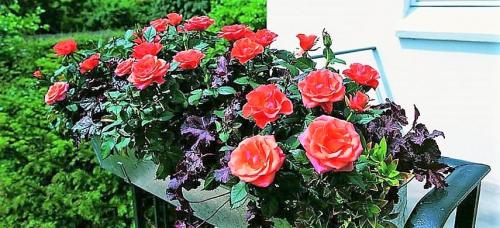 Как укрыть розы, выращенные в контейнерах. Выбираем оптимальный контейнер