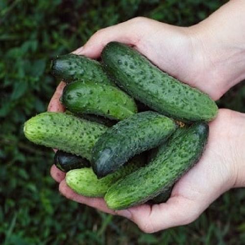 Как определить, что огурцы готовы к сбору на даче. Когда лучше собирать огурцы, утром или вечером и от чего зависят особенности уборки урожая