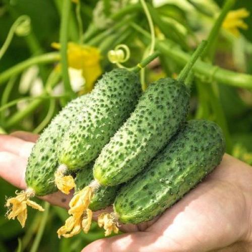 Какие сорта огурцов наиболее популярны среди профессиональных садоводов.