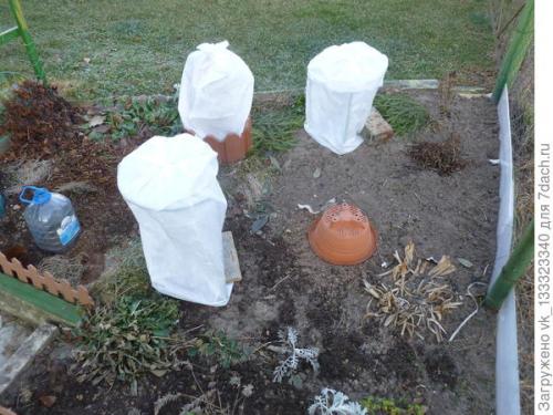 Как укрыть розы, выращенные в парниках. Зимние укрытия в цветнике - секретов нет, но появился опыт