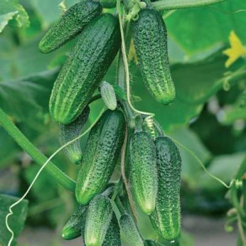 Какие сорта огурцов наиболее популярны среди профессиональных садоводов.