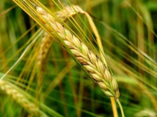 Предшественники на грядке таблица. Предшественники овощных культур 05