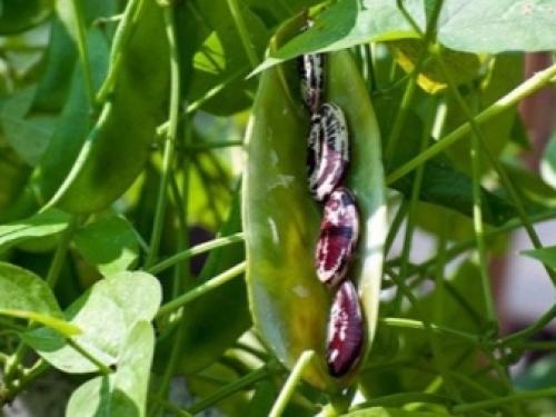 Предшественники на грядке таблица. Предшественники овощных культур 06