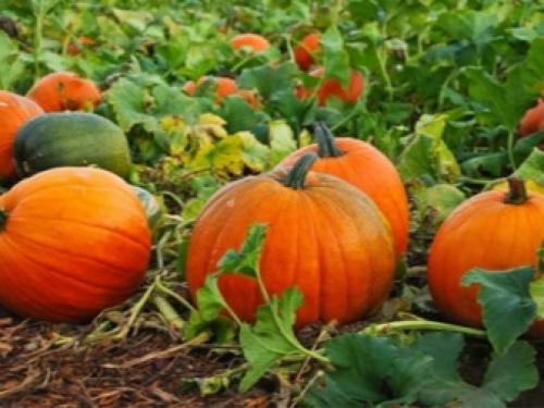 Предшественники на грядке таблица. Предшественники овощных культур 03