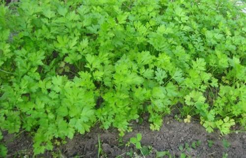 Предшественники моркови. Хорошие и плохие предшественники для моркови