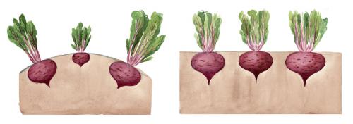 Предшественники на грядке таблица. Предшественники овощных культур 10