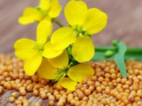 Предшественники на грядке таблица. Предшественники овощных культур 04