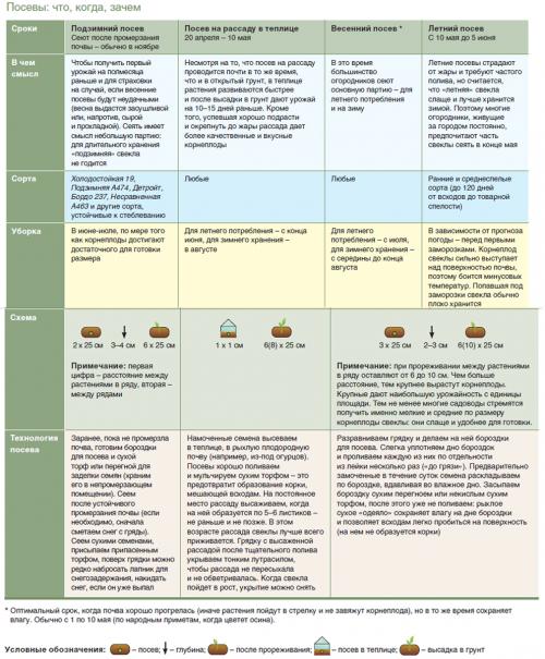 Предшественники на грядке таблица. Предшественники овощных культур 11